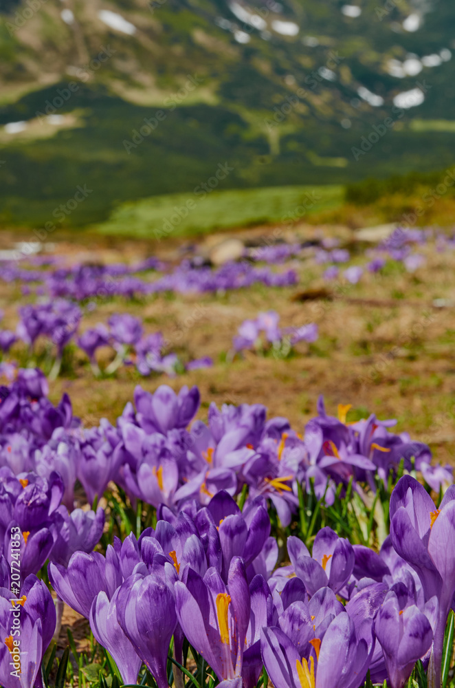 Colorful blossom of the first spring flowers scrocus in Ukrainian Carpathian mountains. Nature beauty
