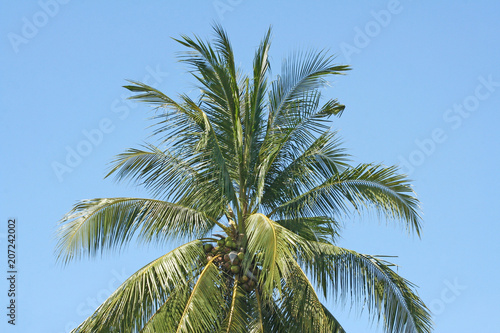 Coconut trees on clear blue sky background