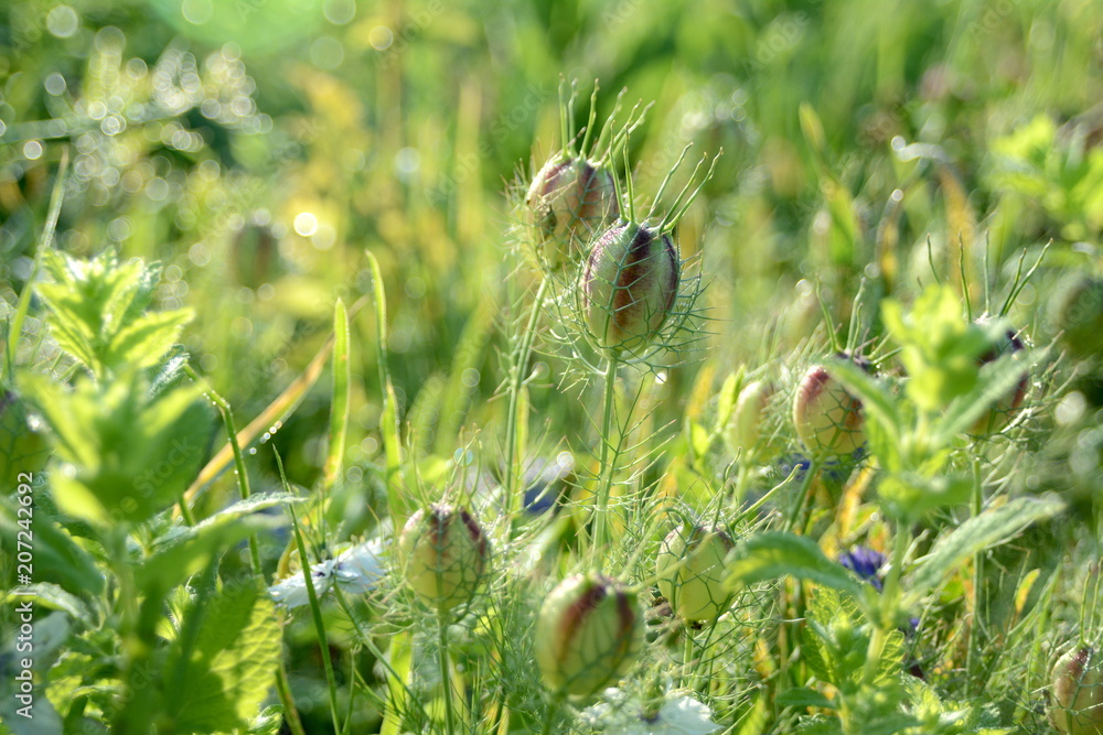 Blumenwiese Blumenwiese