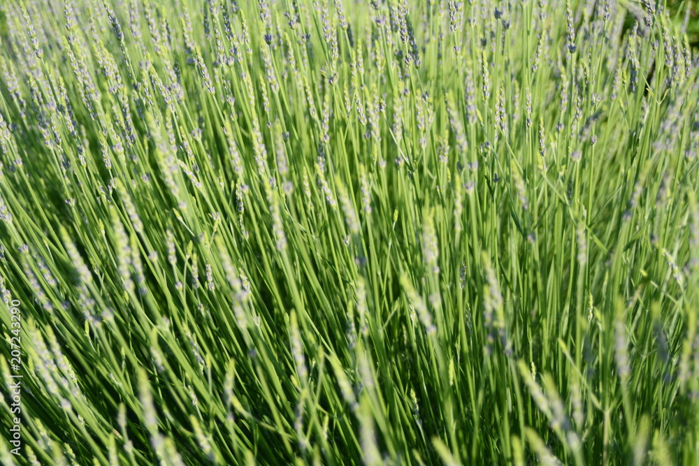 Lavendel kurz vor der Blüte