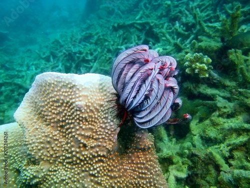 Crinoid