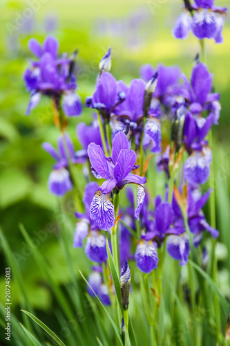 Beautiful purple Japanese iris flowers