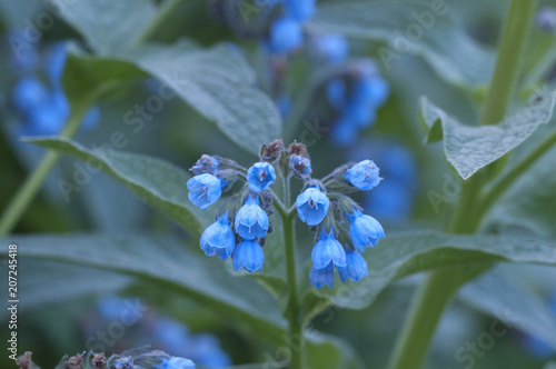 Symphytum caucasicum flowers photo