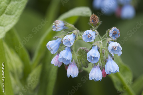 Symphytum caucasicum flowers photo