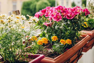 Colorful flowers growing in pots on the balcony