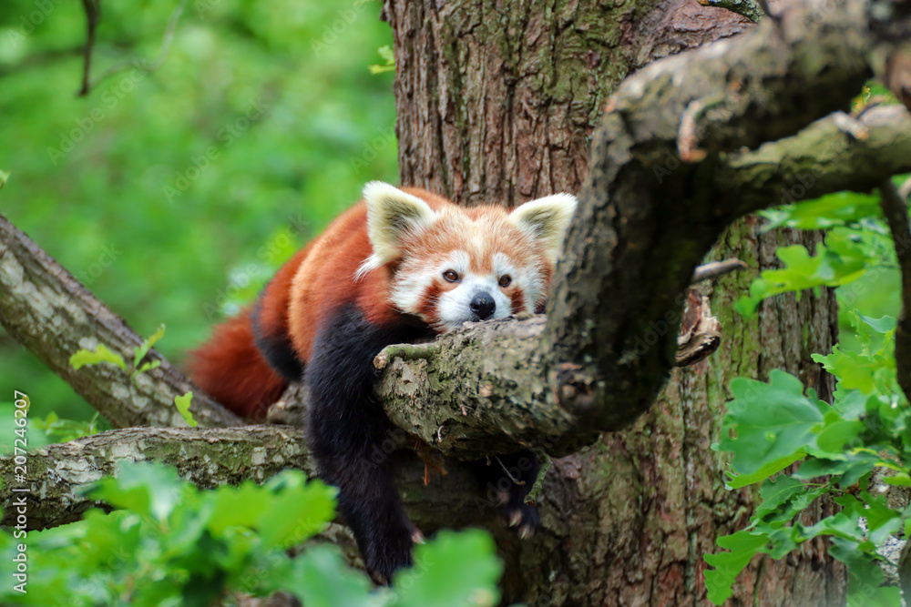 Fototapeta premium Red Panda is resting on the tree