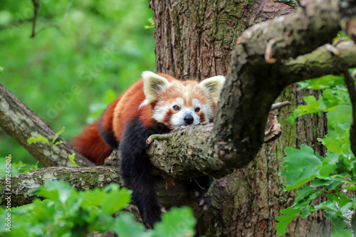Fototapeta Naklejka Na Ścianę i Meble -  Red Panda is resting on the tree