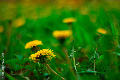 Fototapeta Naklejka Na Ścianę i Meble -  blurred dandelion yellow flowers field