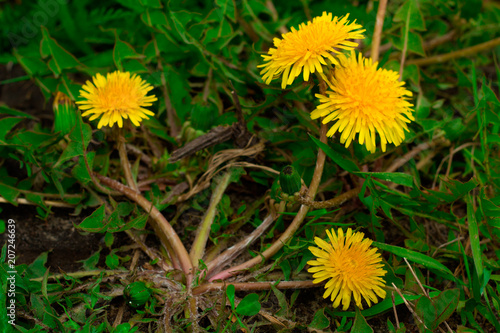 Fototapeta Naklejka Na Ścianę i Meble -  closeup blooming dandelions