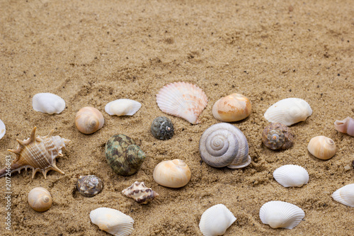 sea shells collection on a sand background