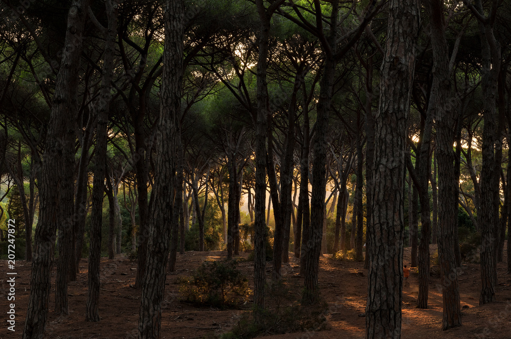 Obraz premium pine forest with the setting sun