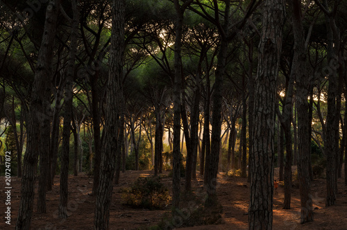 pine forest with the setting sun