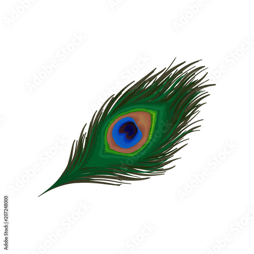 Beautiful emerald-green feather of peacock. Plumage of wild bird. Detaiked flat vector element for print, promo poster or flyer
