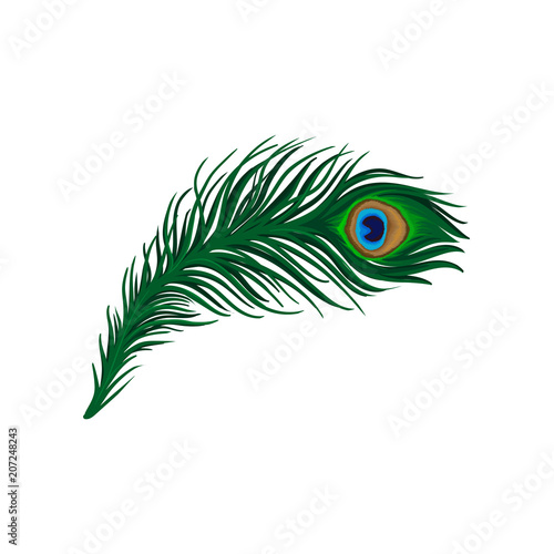 Long emerald-green feather of peacock. Plumage of beautiful wild bird. Detailed flat vector element for poster, book or print