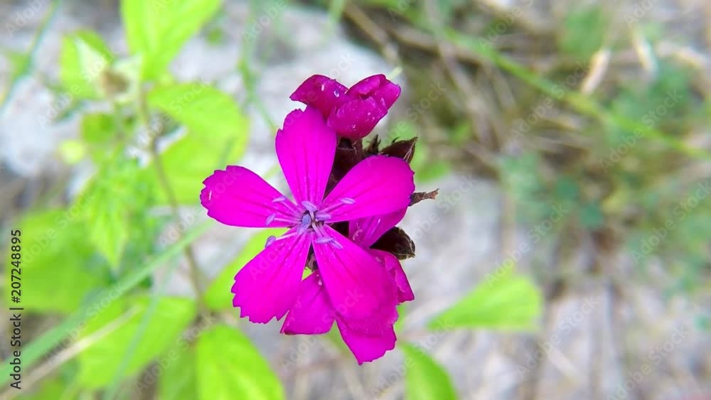 Carthusian Pink, medieval medicinal herb of the abbeys Carthusian Pink, medieval medicinal herb of the abbeys