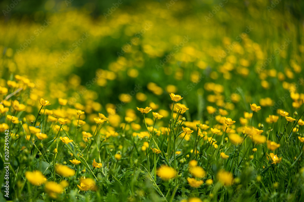 Fototapeta premium Yellow Flowers