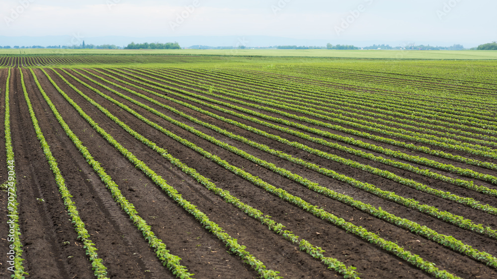 Green cultivated soy plants in field in spring - obrazy, fototapety, plakaty 