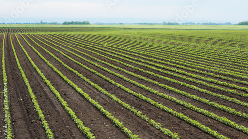 Green cultivated soy plants in field in spring