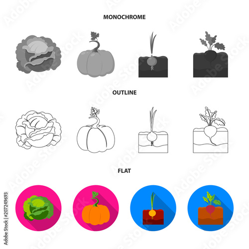 Cabbage, pumpkin, onion, buriak.Plant set collection icons in flat,outline,monochrome style vector symbol stock illustration web. photo