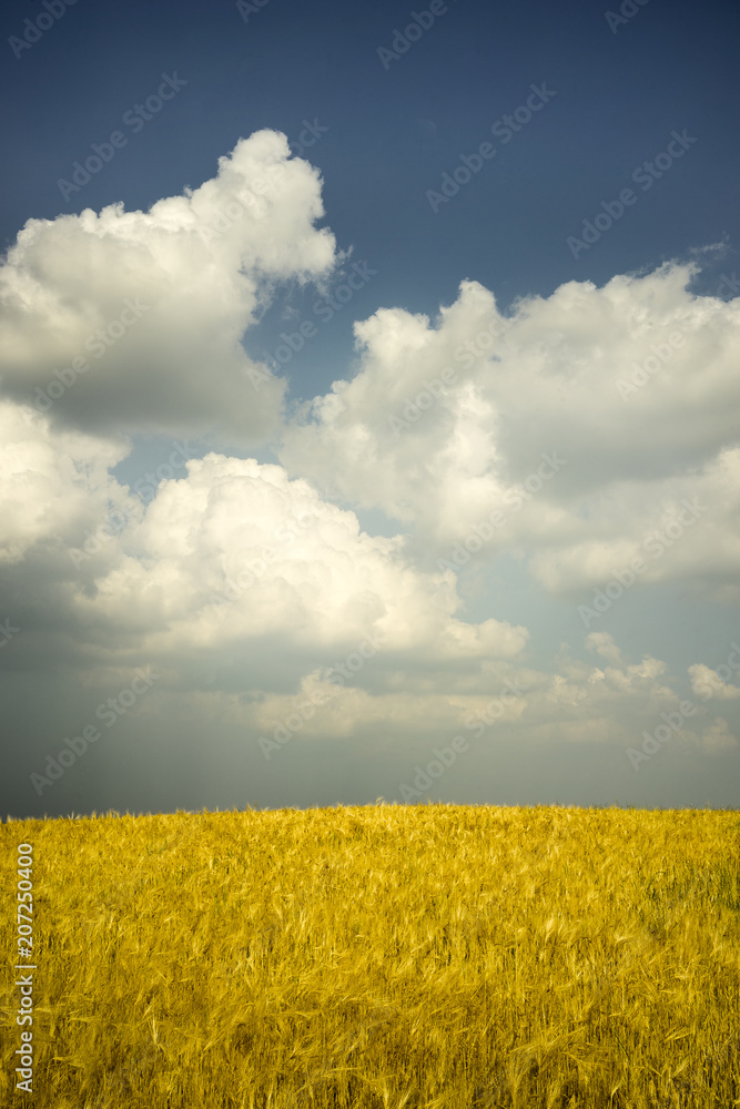 Fields with barley in the Po Valley,in Italy Fields with barley in the Po Valley,in Italy