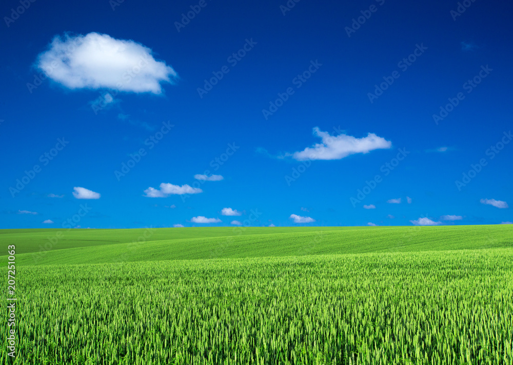Fototapeta premium Green meadow under blue sky with clouds