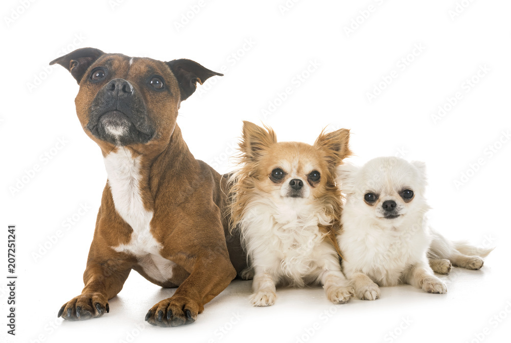 staffordshire bull terrier and chihuahuas