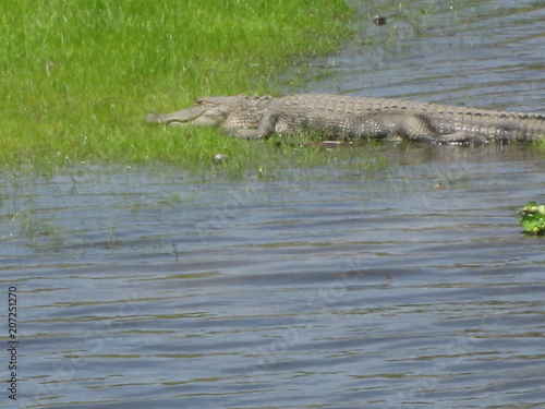 Ruhender Alligator