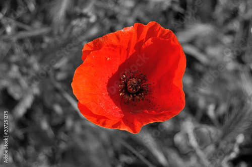 Amapola con fondo en blanco y negro