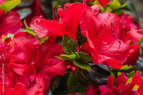 Red Flowers