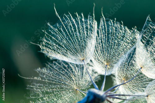 Fototapeta Naklejka Na Ścianę i Meble -  dandelion flower background, extreme closeup. Big dandelion on natural background.