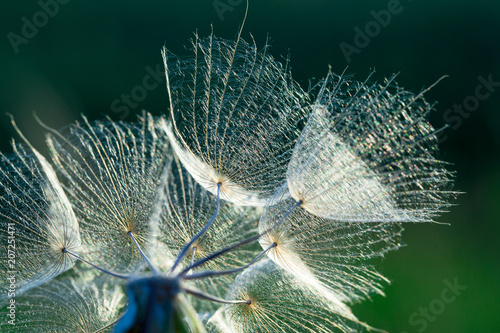 Fototapeta Naklejka Na Ścianę i Meble -  dandelion flower background, extreme closeup. Big dandelion on natural background.