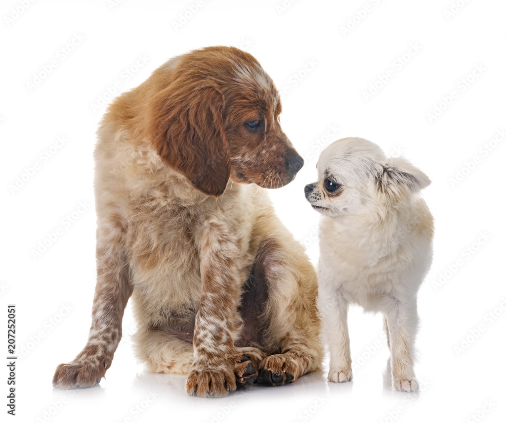 puppy brittany spaniel and chihuahua