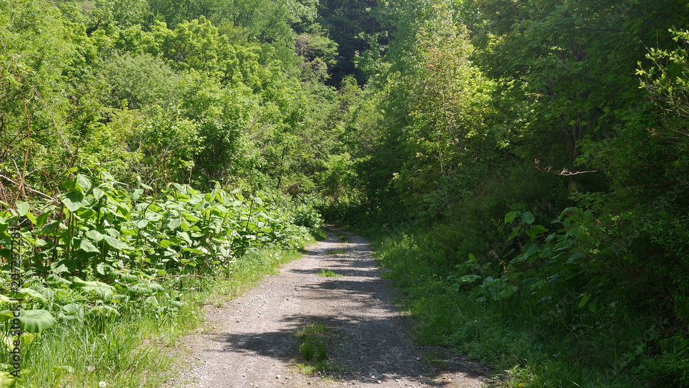Fototapeta premium 森に続く道