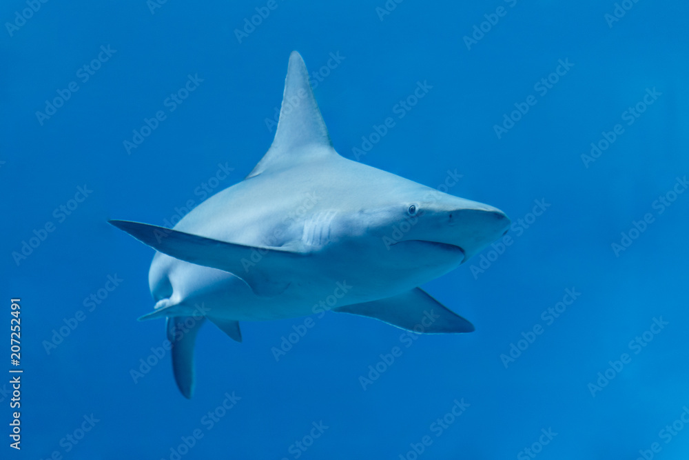 Obraz premium Shark // Hai