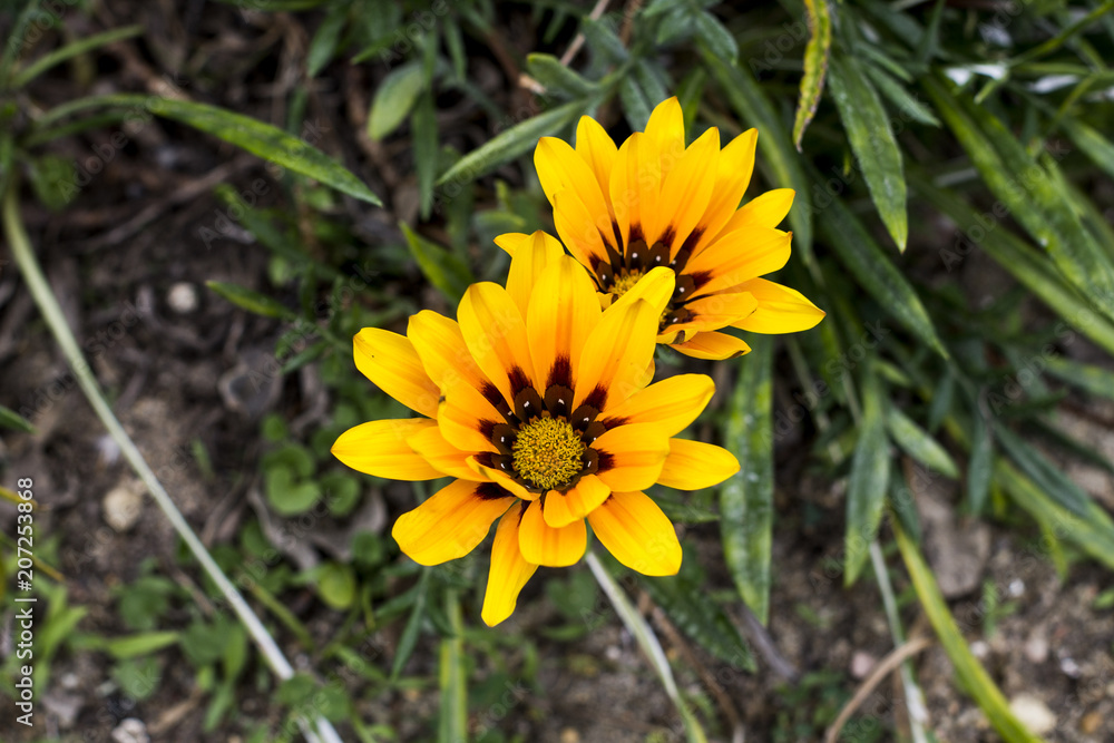 Macro yellow flower with black interior detail Macro yellow flower with black interior detail