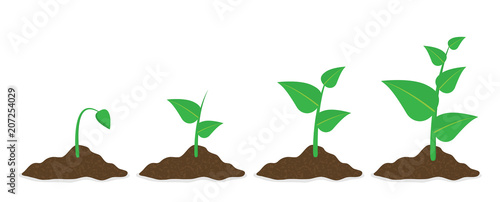 Phases plant growing. Planting tree infographic. Vector illustration in flat style
