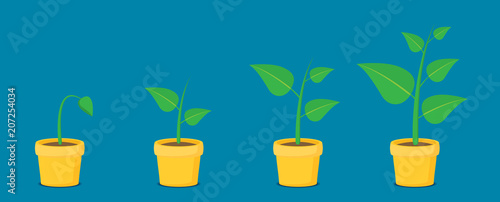 Phases plant growing. Planting tree infographic. Vector illustration in flat style