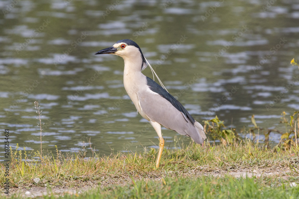 Obraz premium Black crowned night heron