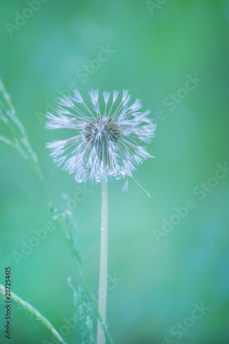 Fototapeta Naklejka Na Ścianę i Meble -  Wet white fluffy dandelion after rain. An artistic photo with a very soft focus and colors.
