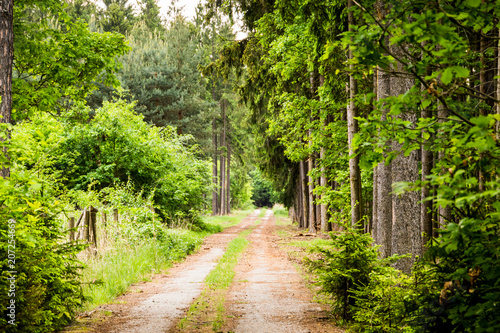 Summer forest trail landscape in Czech republic.