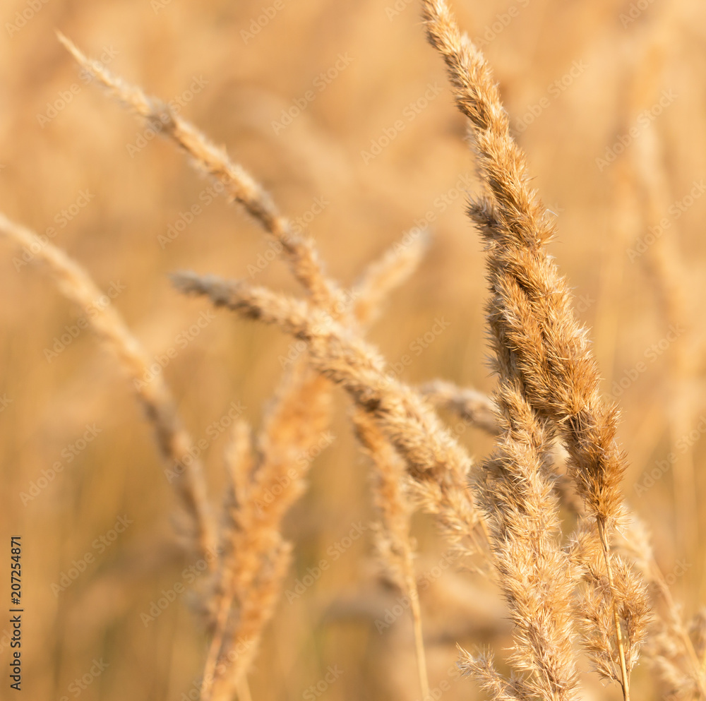 fluffy dry grass fluffy dry grass
