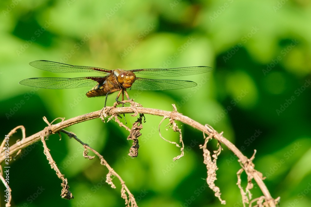Dragonfly sitting on a dry stalk Dragonfly sitting on a dry stalk