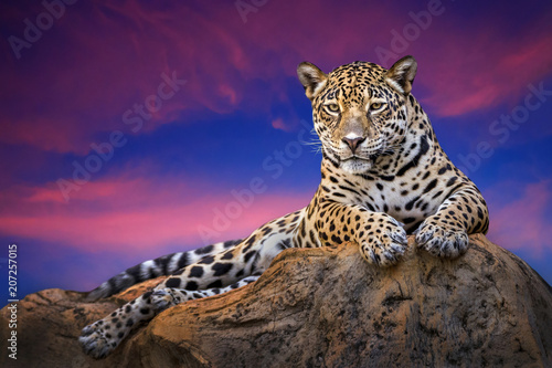Fototapeta Jaguar relaxing on the rocks in the evening naturally.