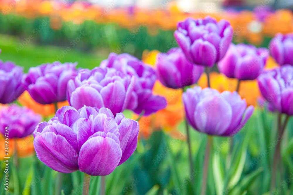 Obraz premium Purple terry tulips in the garden