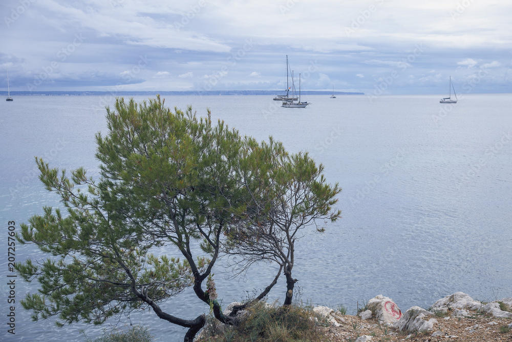 a lonely tree on a rocky shore against the sea, yachts and sky