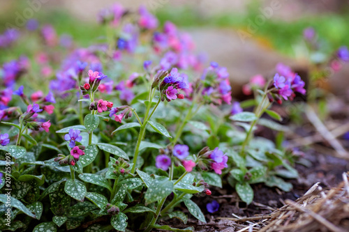 Pulmonaria in spring garden.