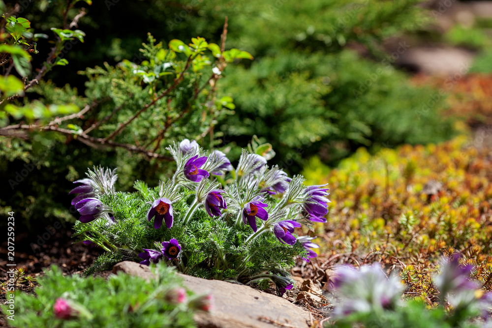 Obraz premium Blooming Rock lily in the garden