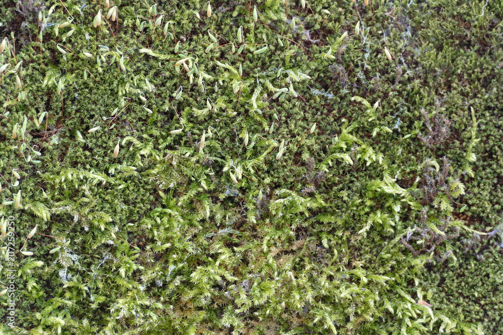 Moss Structure Background Moss Structure Background
