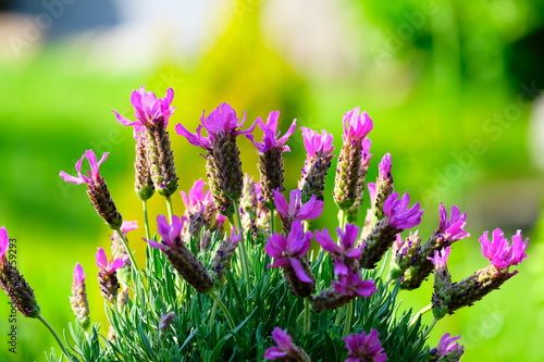 schöner Schopf-Lavendel photo