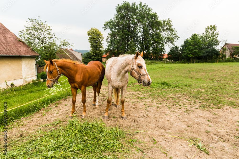 Obraz premium Red and white horses